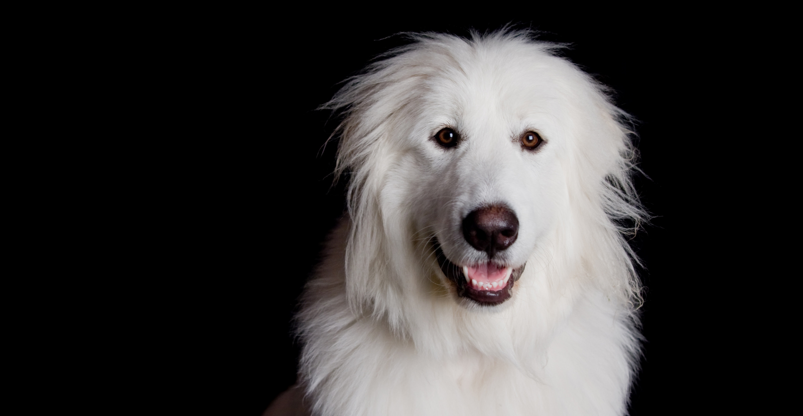 Great pyrenees hot sale breed standard